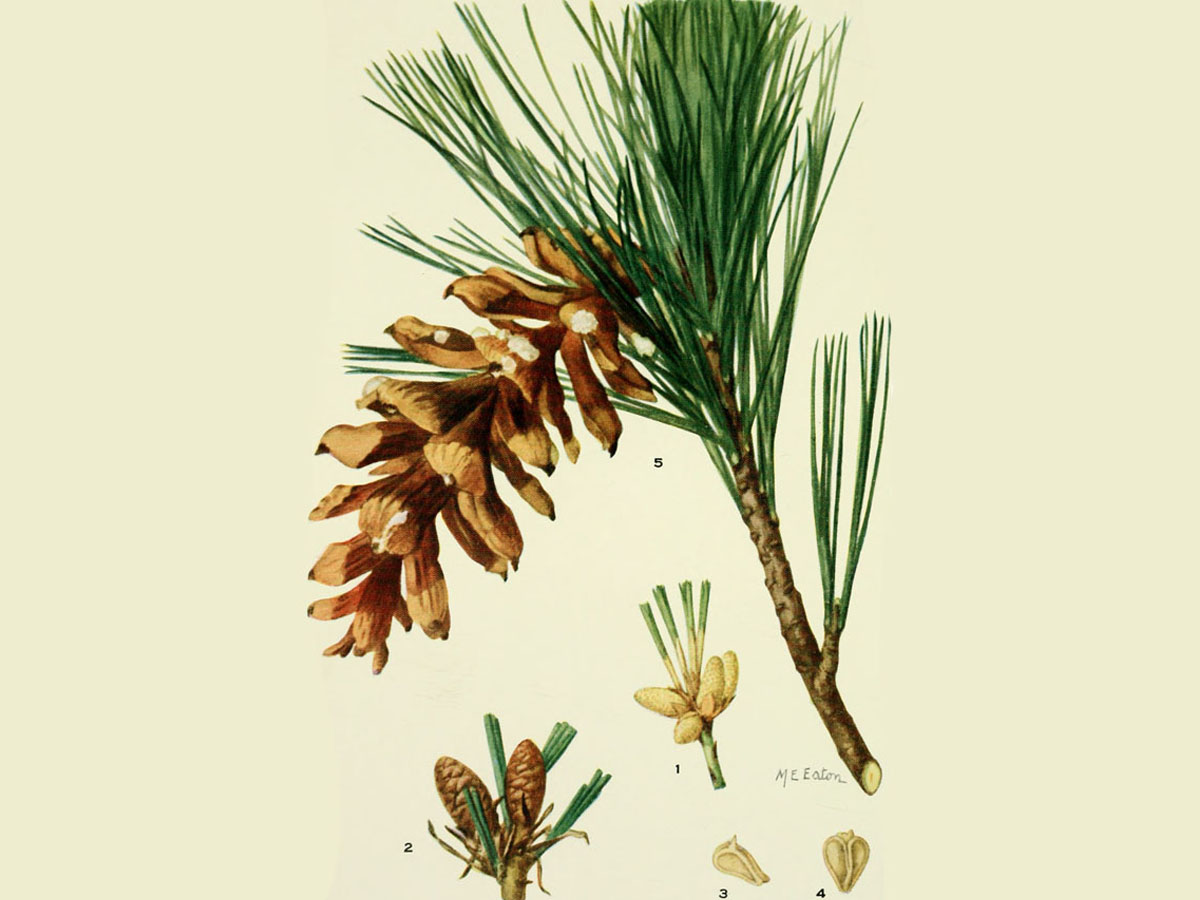 Бяла мура — Pinus peuce