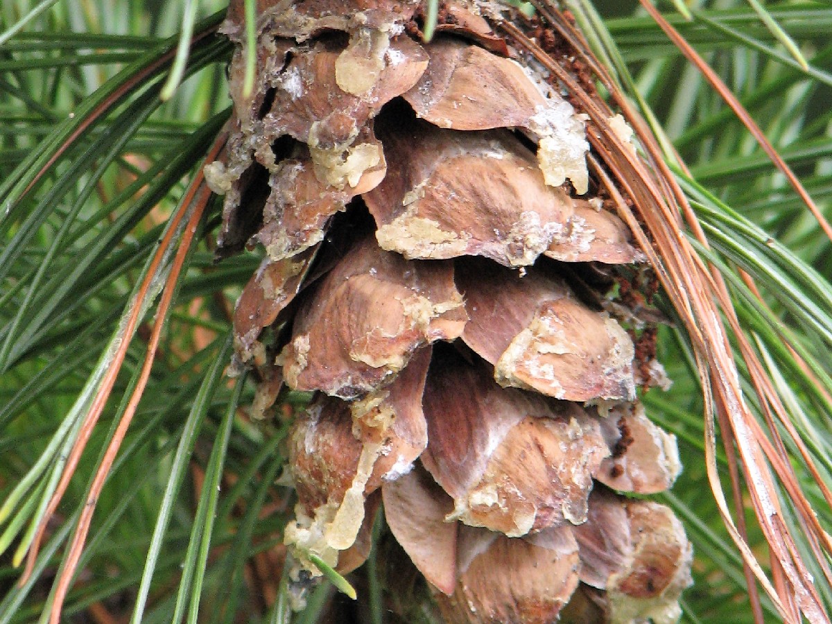 Бяла мура — Pinus peuce