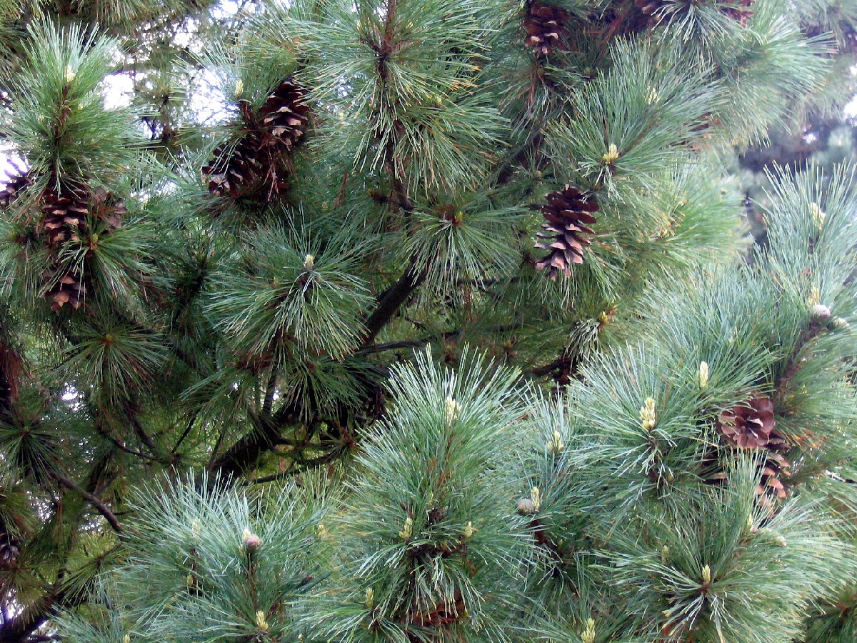 Бяла мура — Pinus peuce