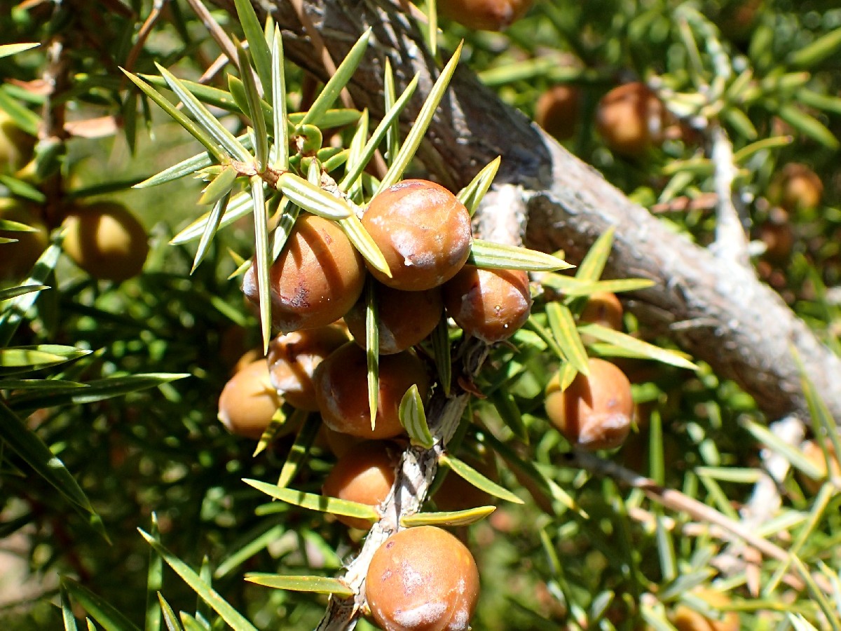 Червена хвойна — Juniperus oxycedrus