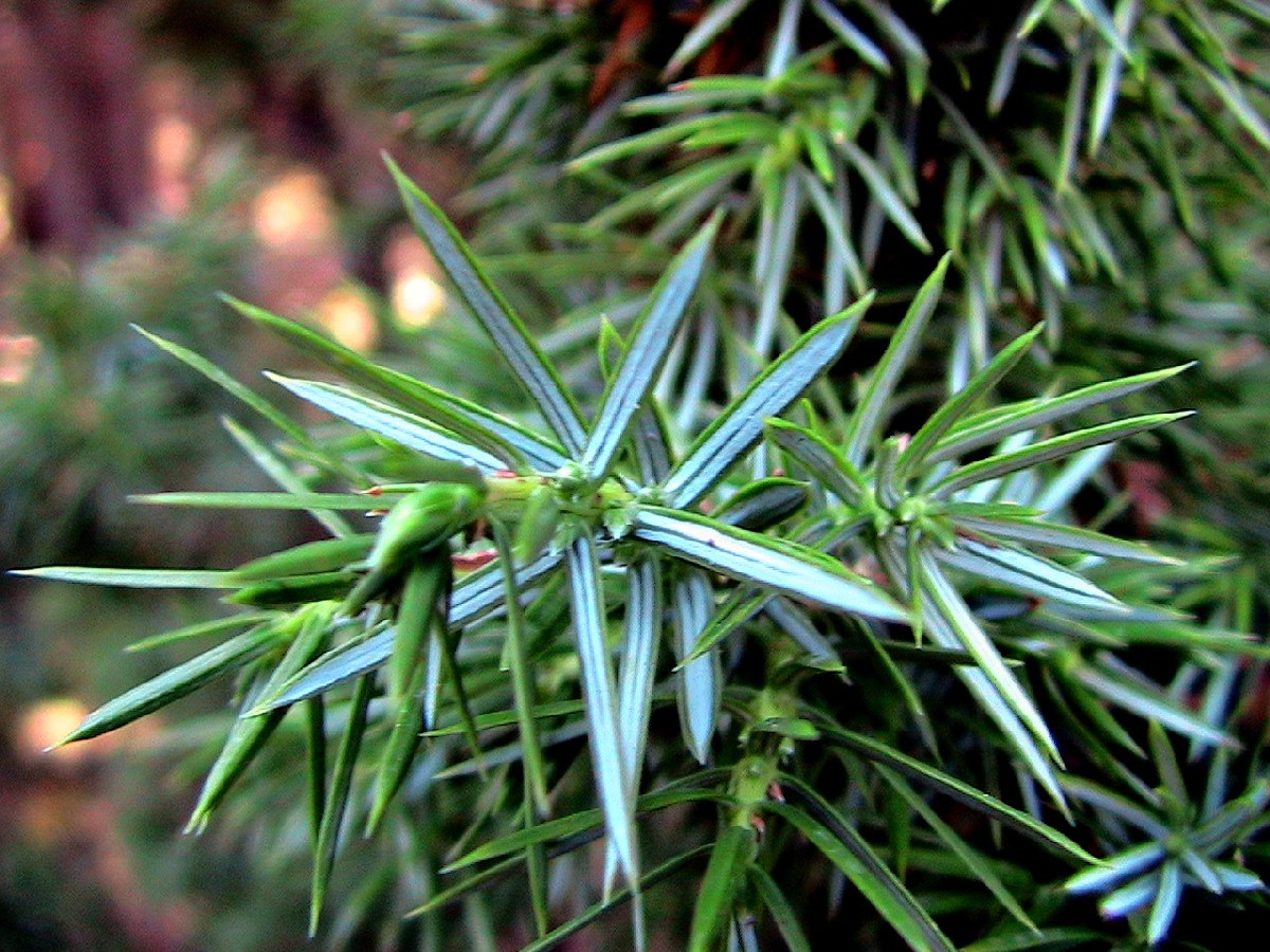 Червена хвойна — Juniperus oxycedrus