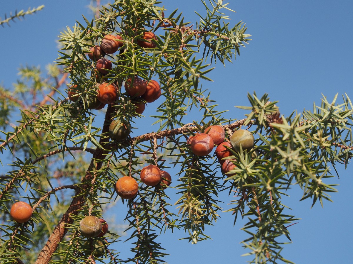 Червена хвойна — Juniperus oxycedrus
