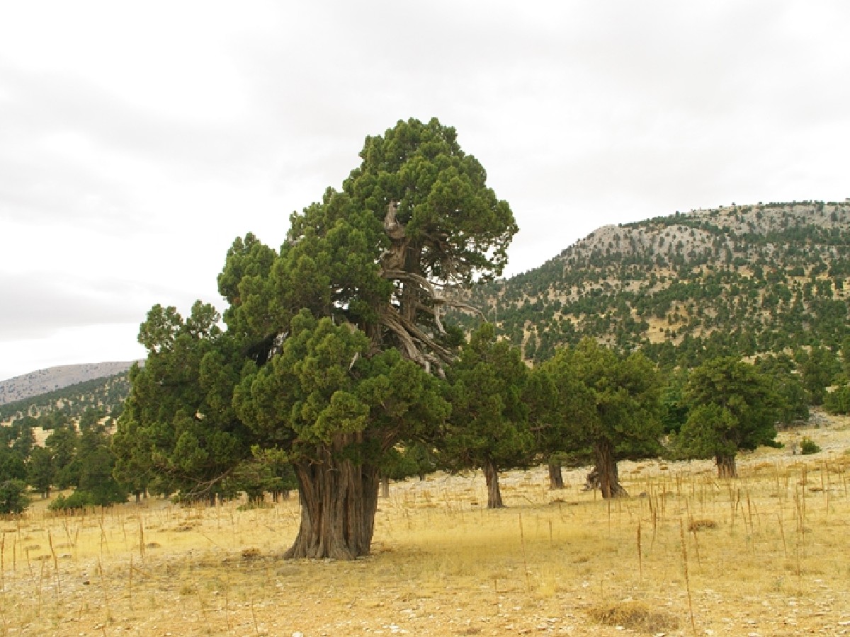 Дървовидна хвойна — Juniperus excelsa