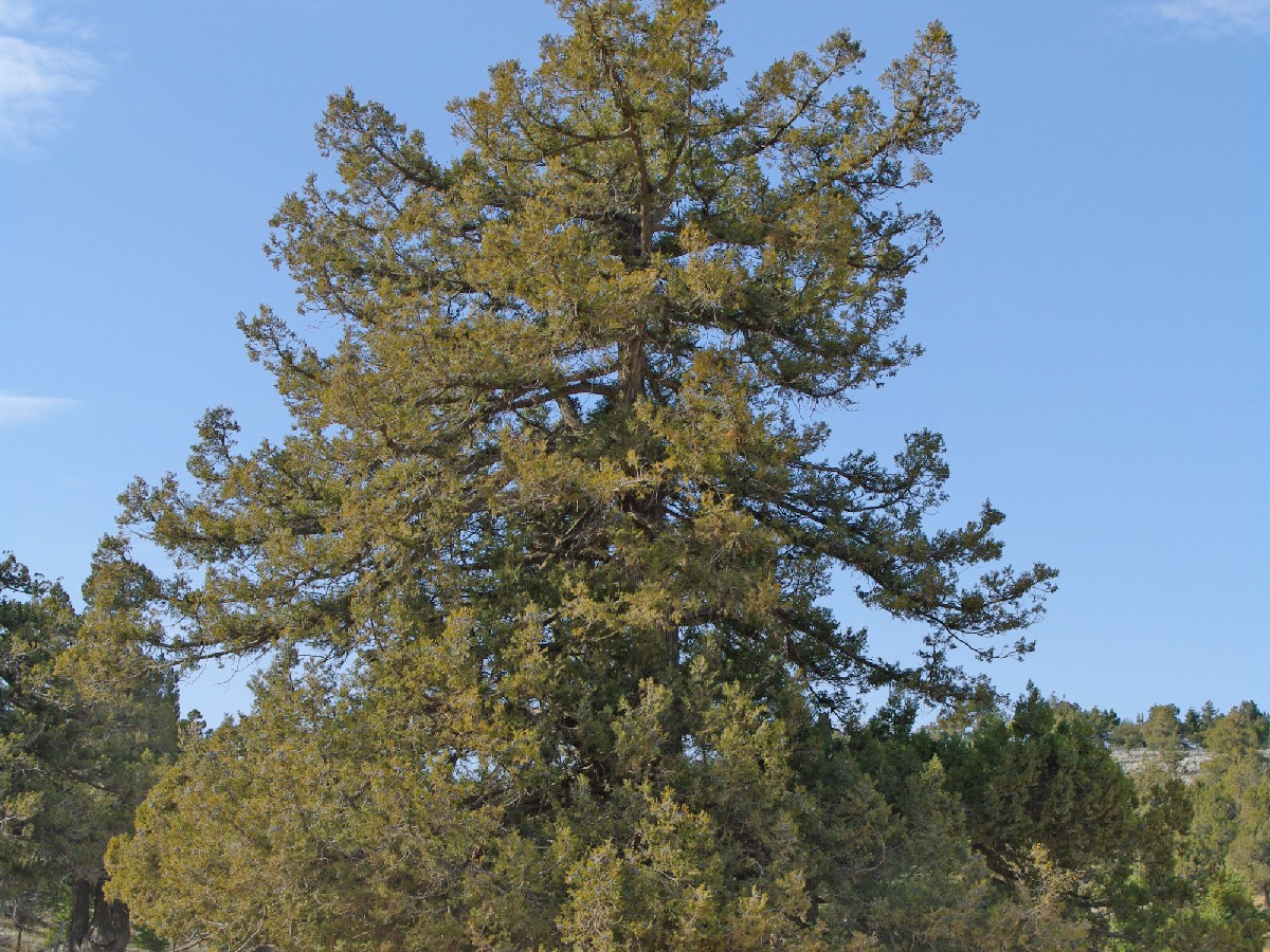 Дървовидна хвойна — Juniperus excelsa