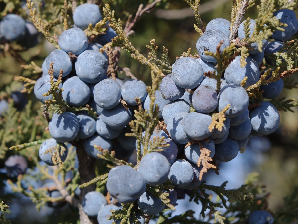 Дървовидна хвойна — Juniperus excelsa