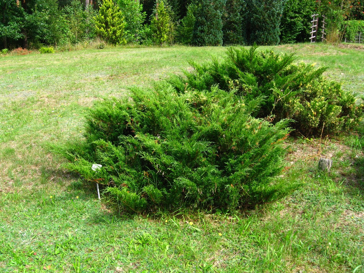 Миризлива хвойна — Juniperus sabina