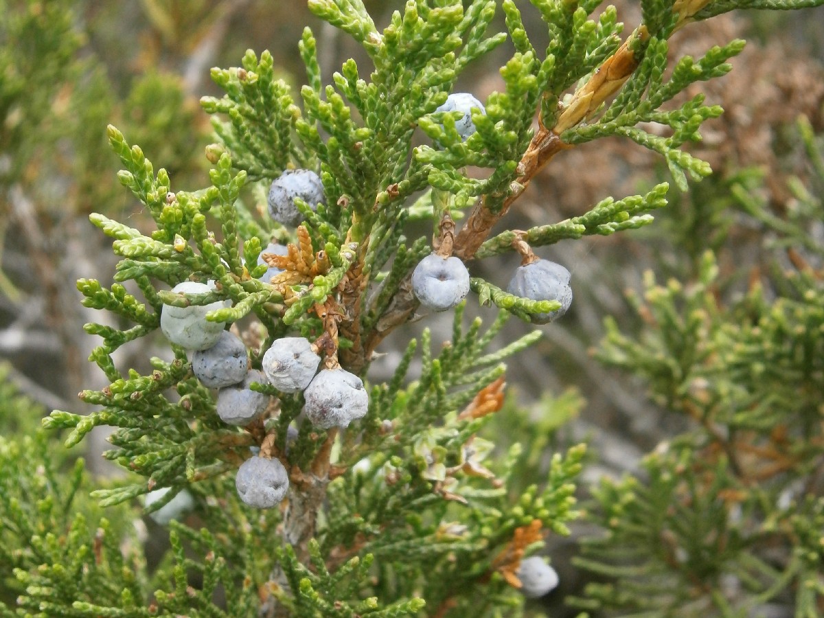 Миризлива хвойна — Juniperus sabina