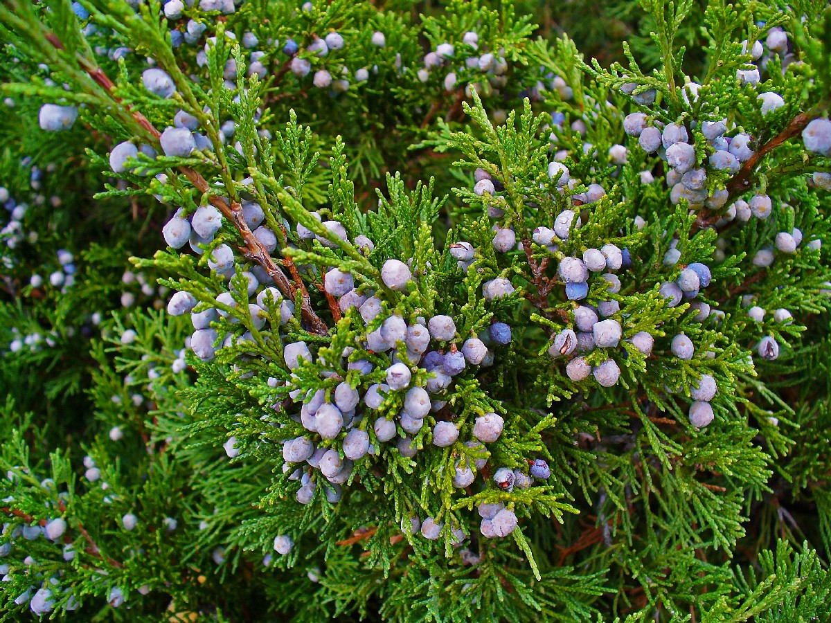 Миризлива хвойна — Juniperus sabina