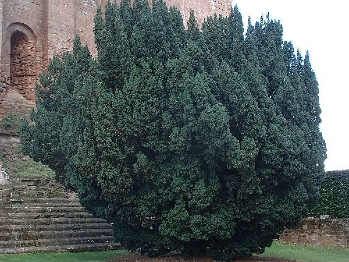 Тис — Taxus baccata