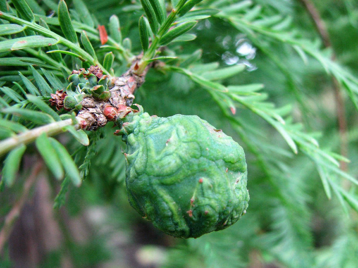Блатен кипарис — Taxodium distichum