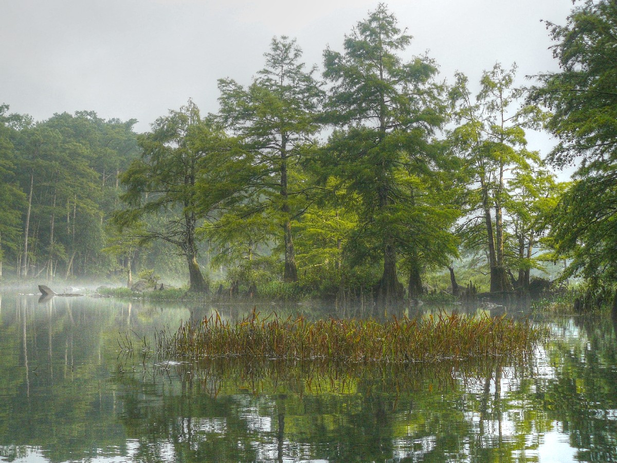 Блатен кипарис — Taxodium distichum