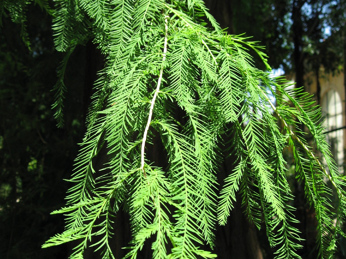 Блатен кипарис — Taxodium distichum