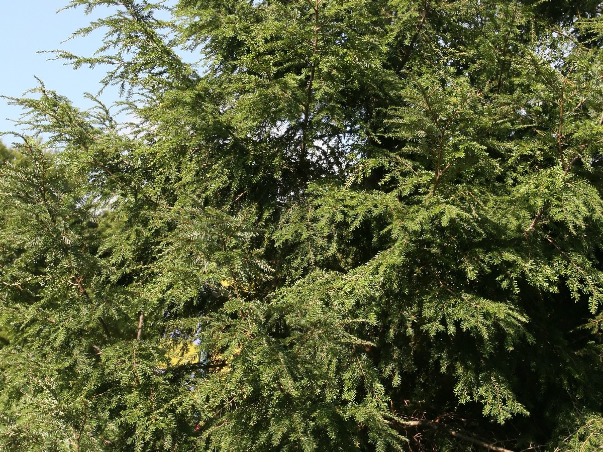 Канадска цуга — Tsuga canadensis