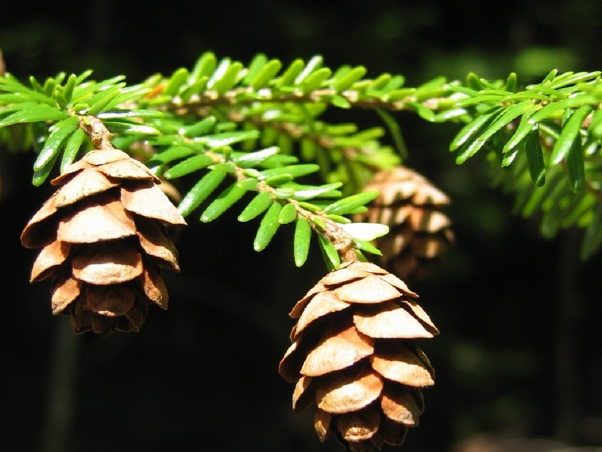 Канадска цуга — Tsuga canadensis