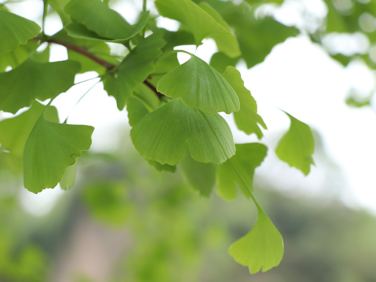 Гинко Билоба — Ginkgo biloba