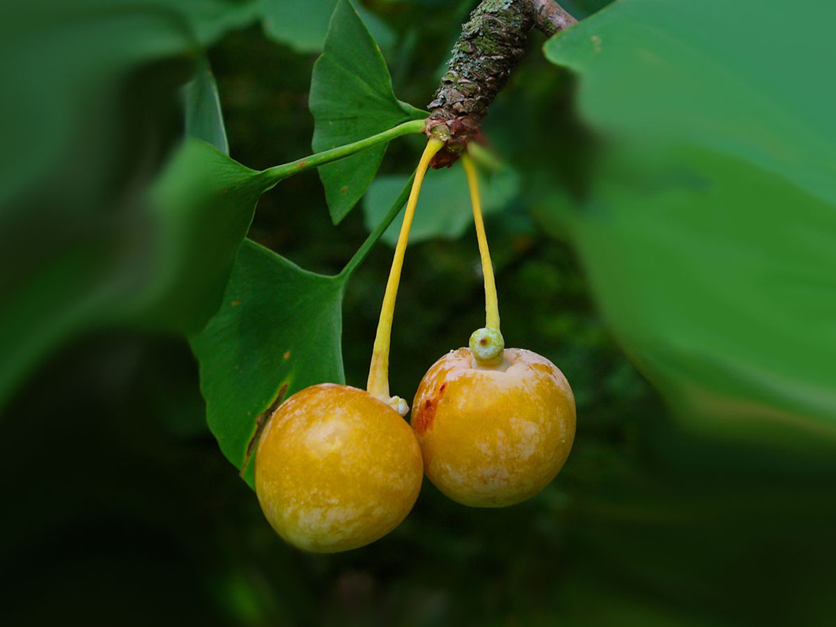 Гинко Билоба — Ginkgo biloba