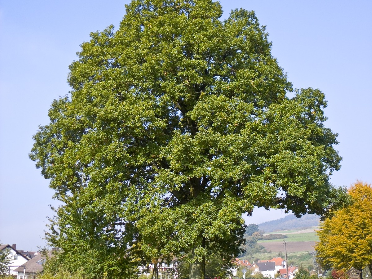Горун — Quercus petraea