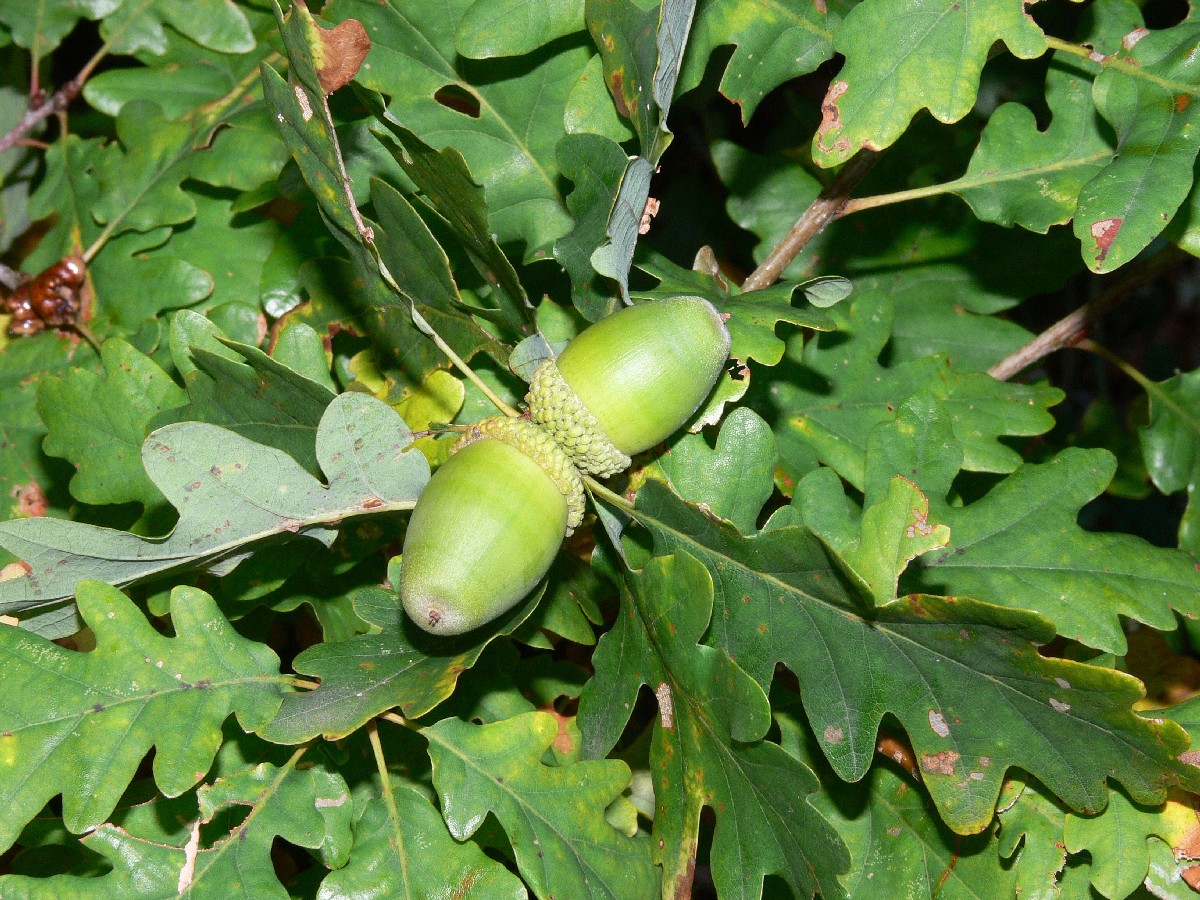 Горун — Quercus petraea