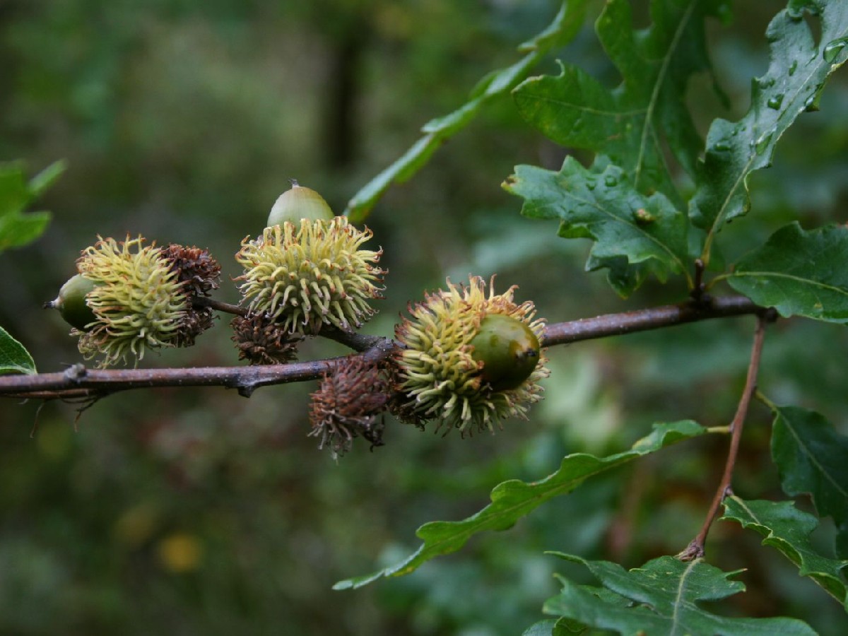 Цер — Quercus cerris