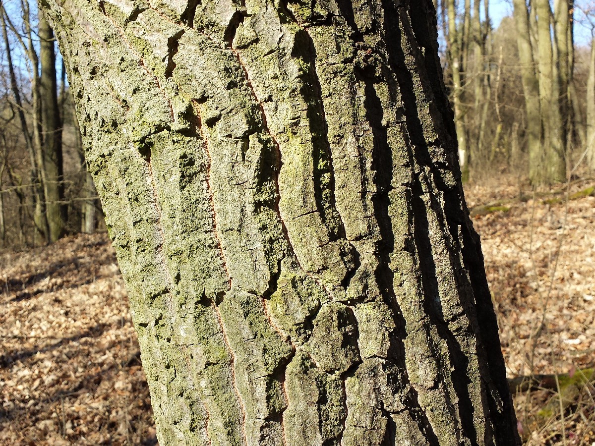 Цер — Quercus cerris