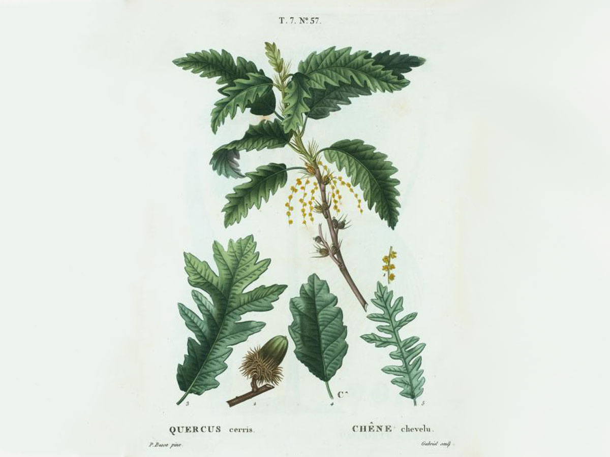 Цер — Quercus cerris