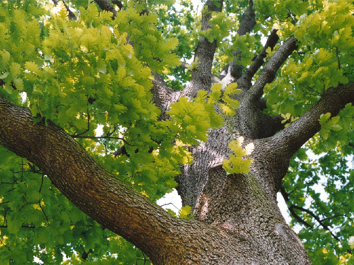 Благун — Quercus frainetto