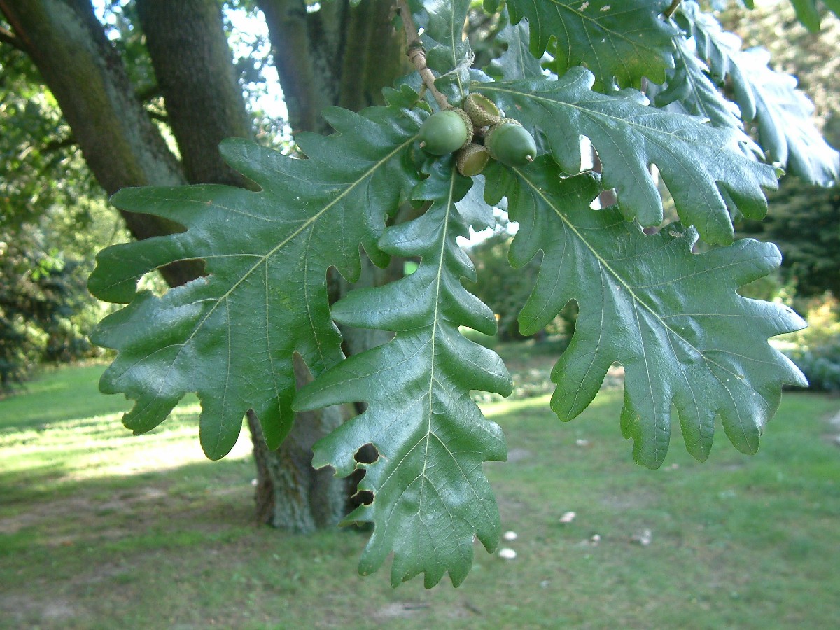 Благун — Quercus frainetto