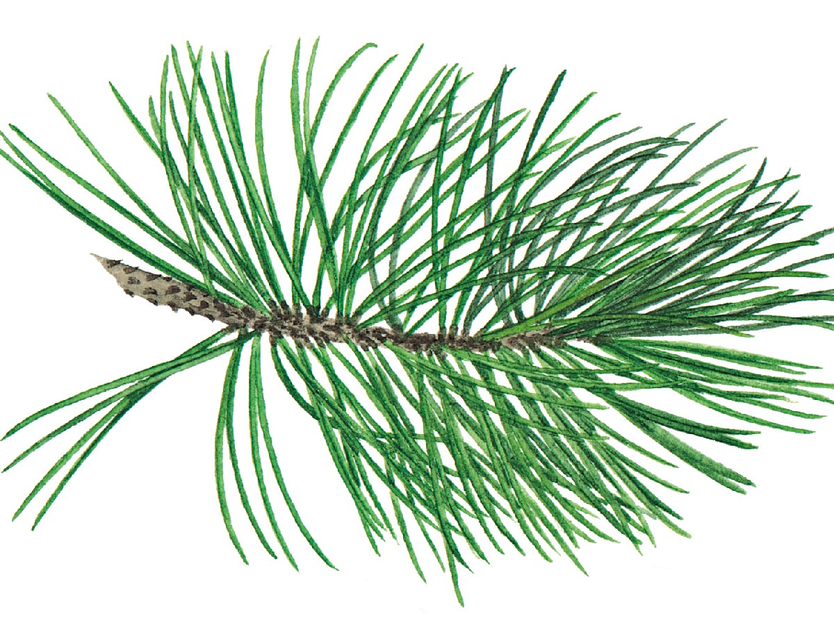 Черна мура — Pinus heldreichii