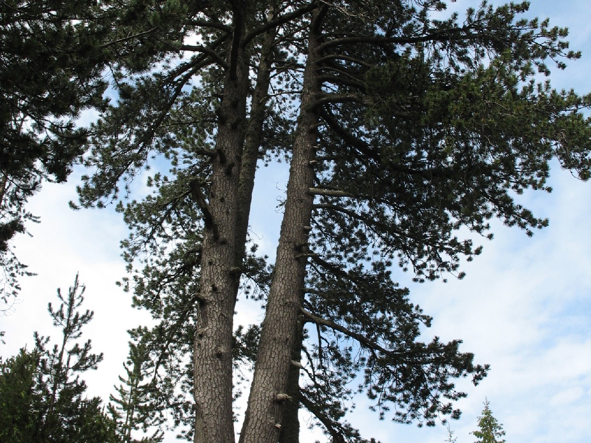 Черна мура — Pinus heldreichii