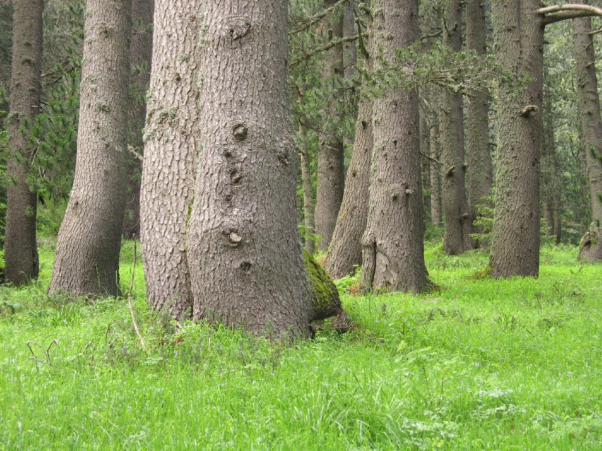 Черна мура — Pinus heldreichii