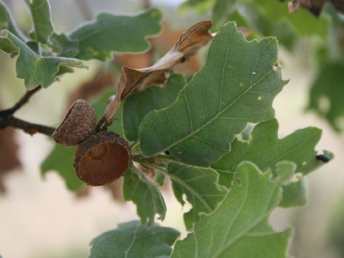 Космат дъб — Quercus pubescens