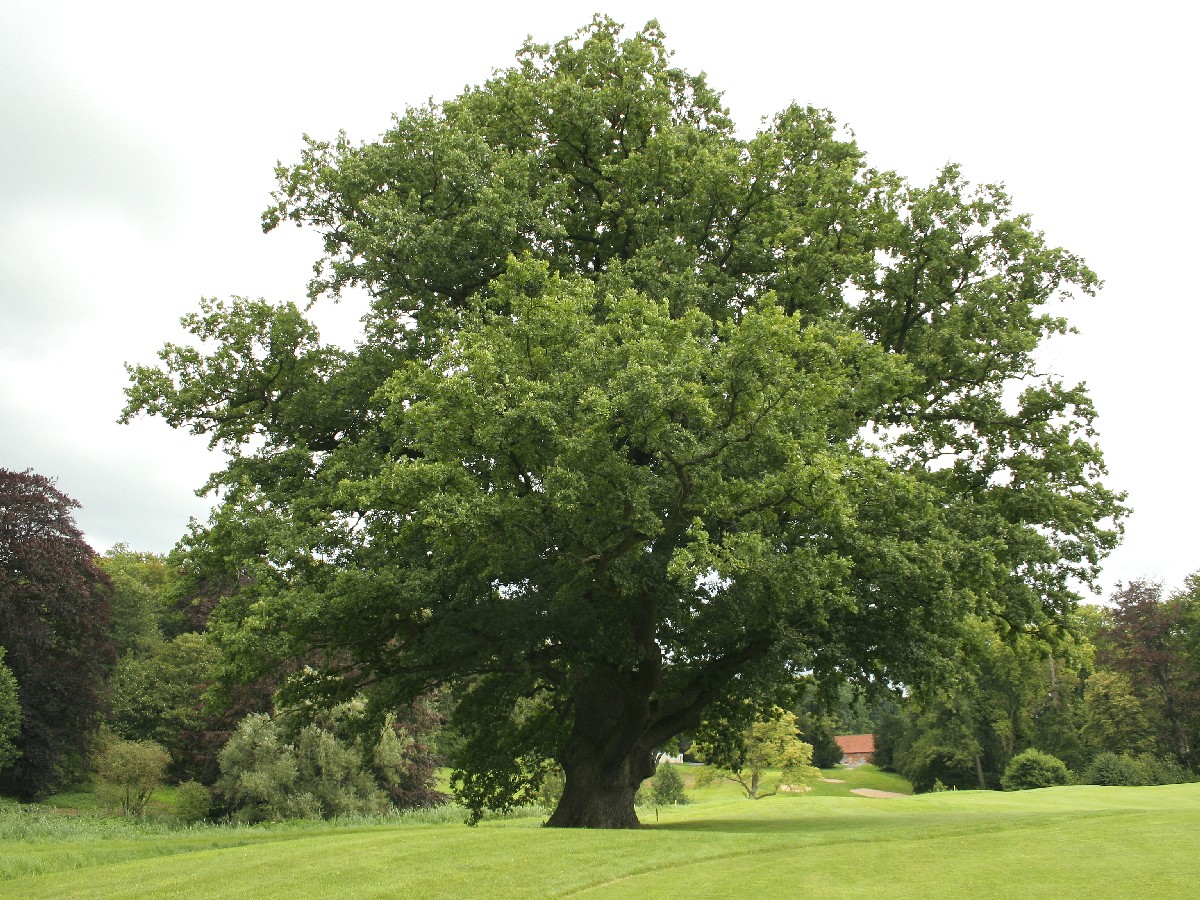 Летен дъб — Quercus robur