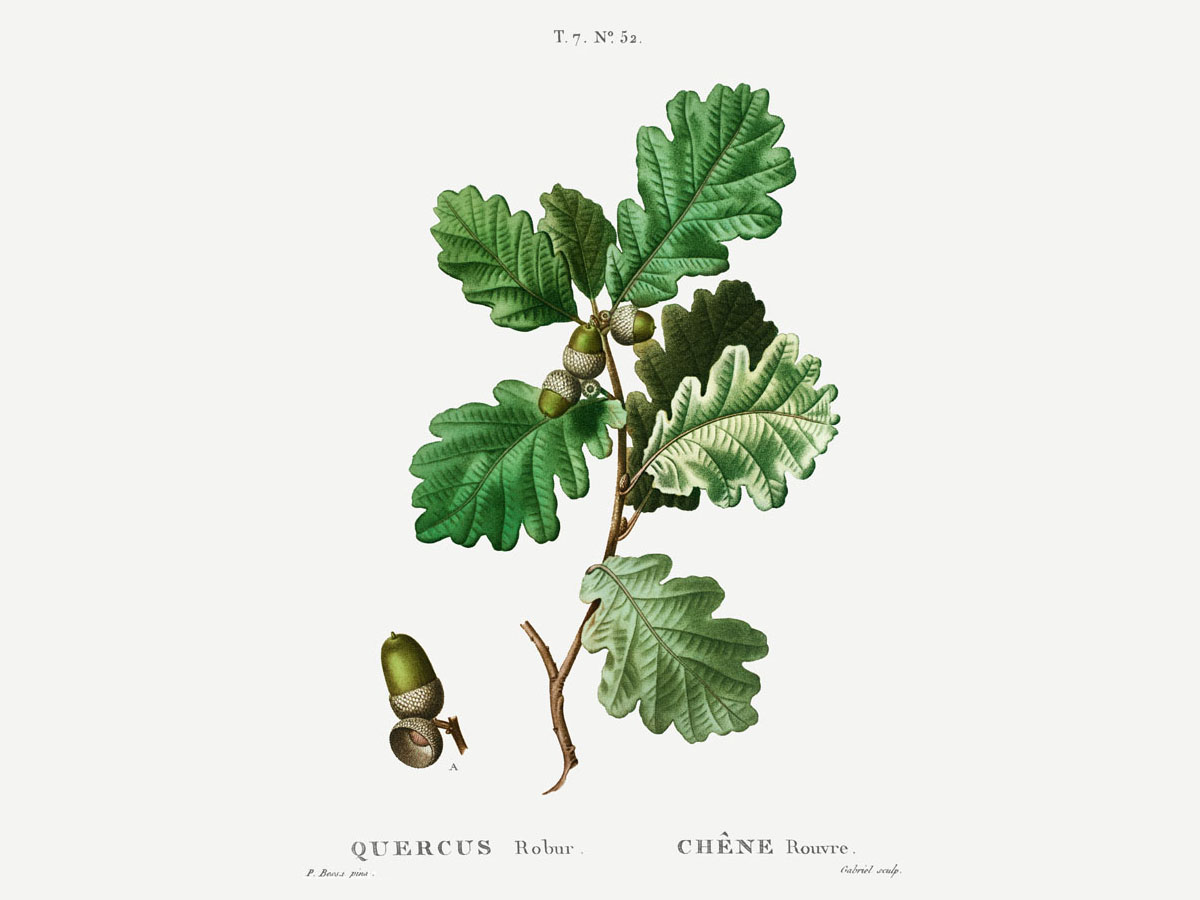 Летен дъб — Quercus robur