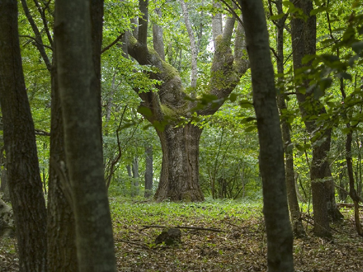 Странджански дъб — Quercus hartwissiana