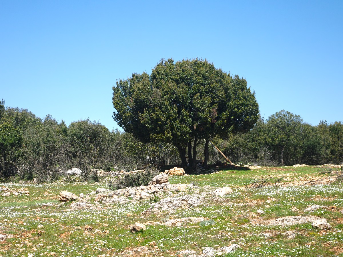 Пърнар — Quercus coccifera