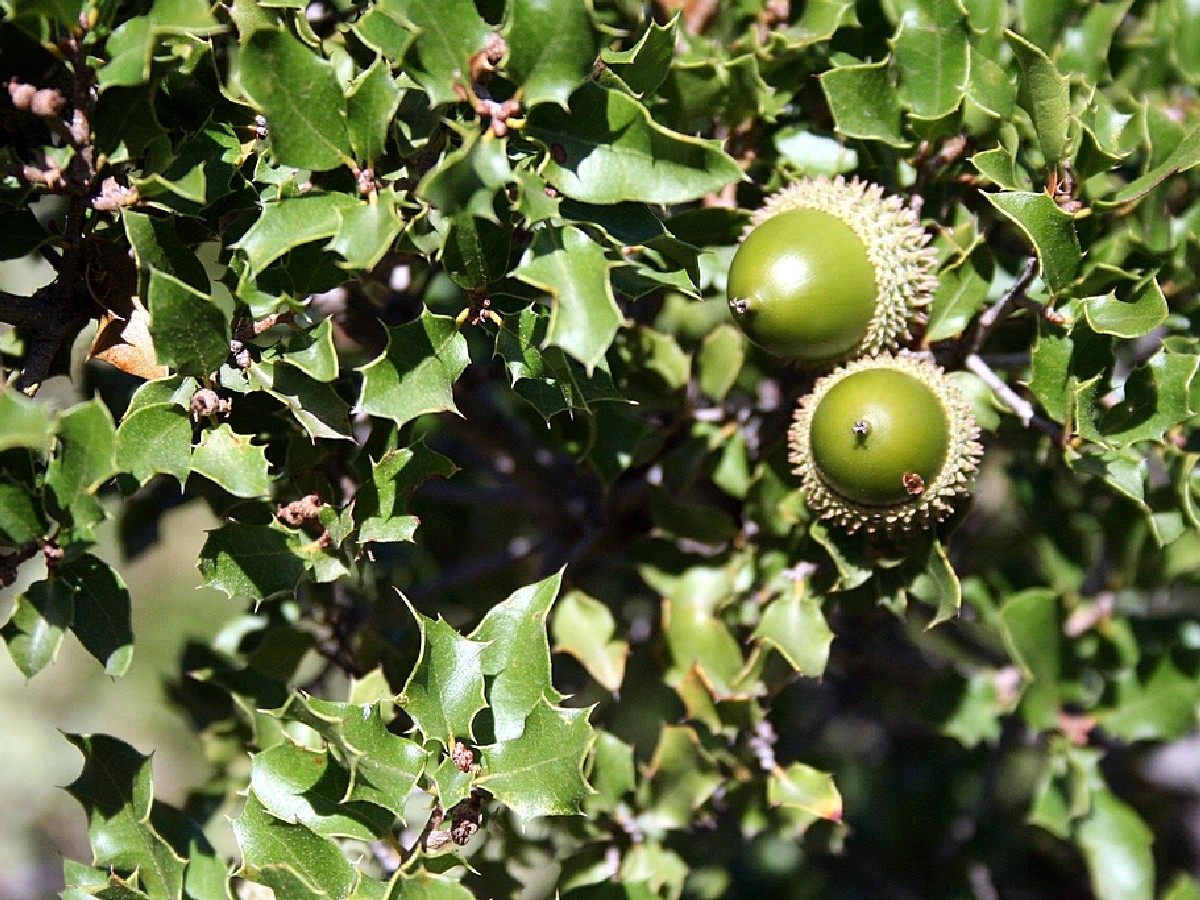 Пърнар — Quercus coccifera