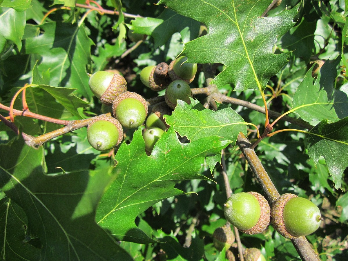 Червен дъб — Quercus rubra