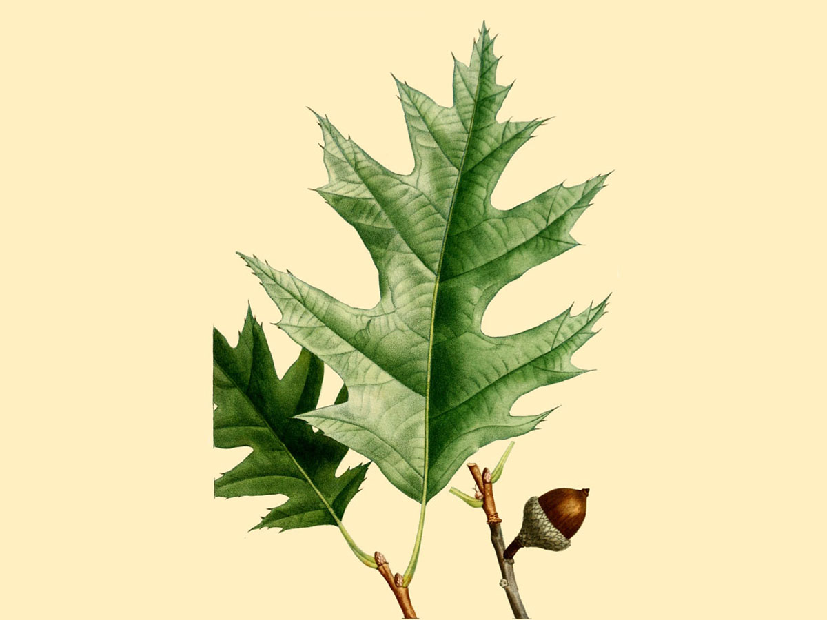 Червен дъб — Quercus rubra