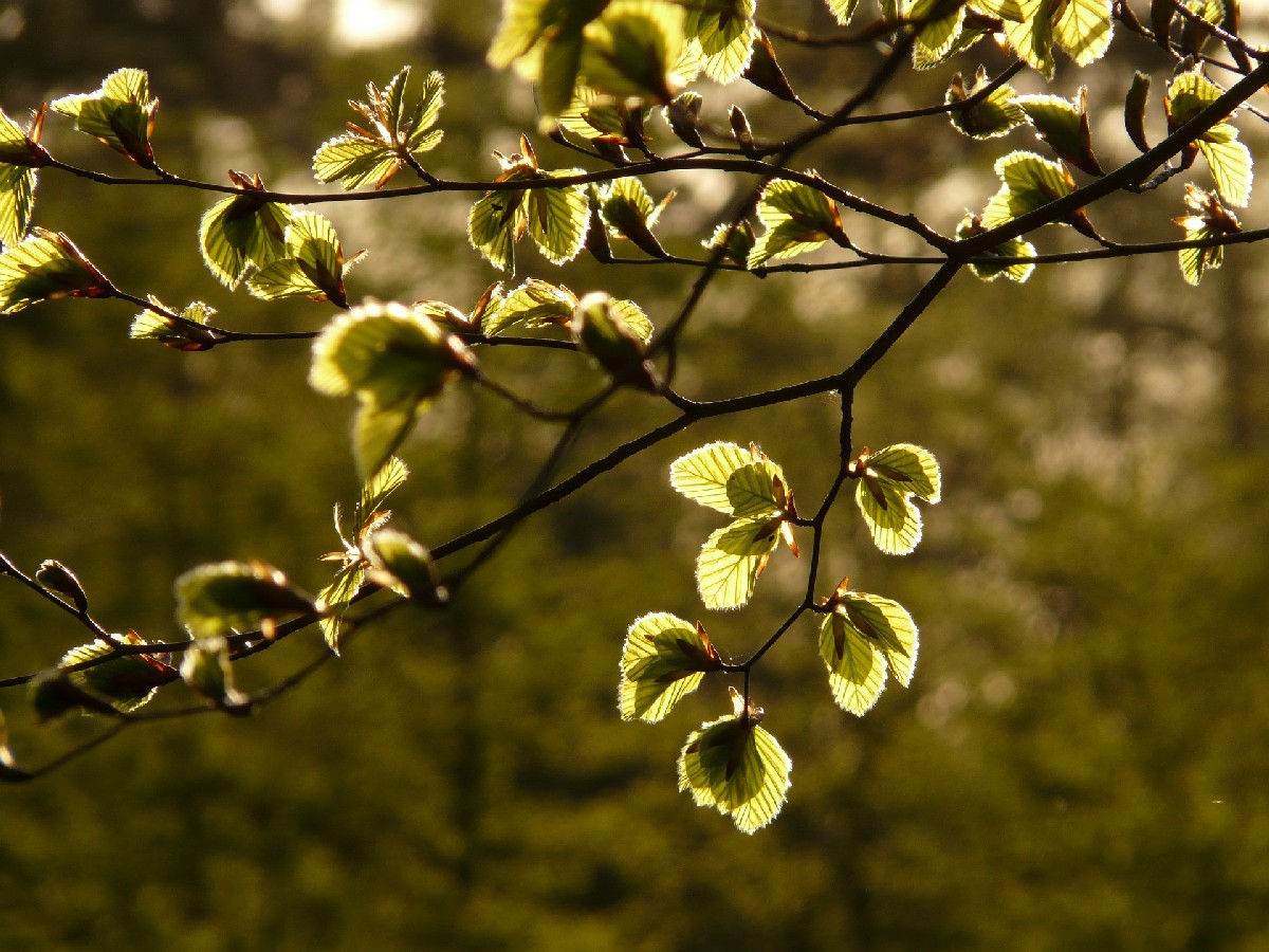 Обикновен бук — Fagus sylvatica
