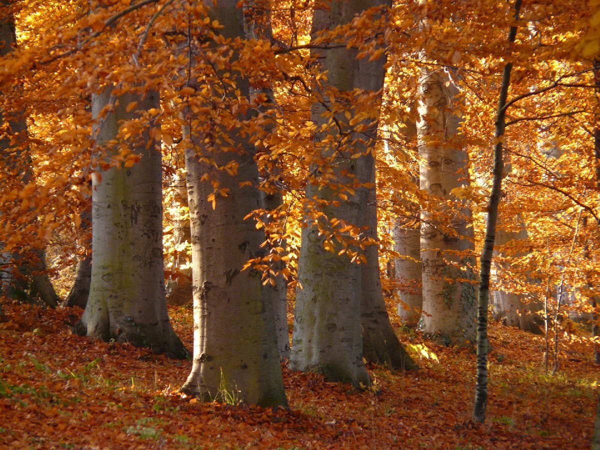Обикновен бук — Fagus sylvatica