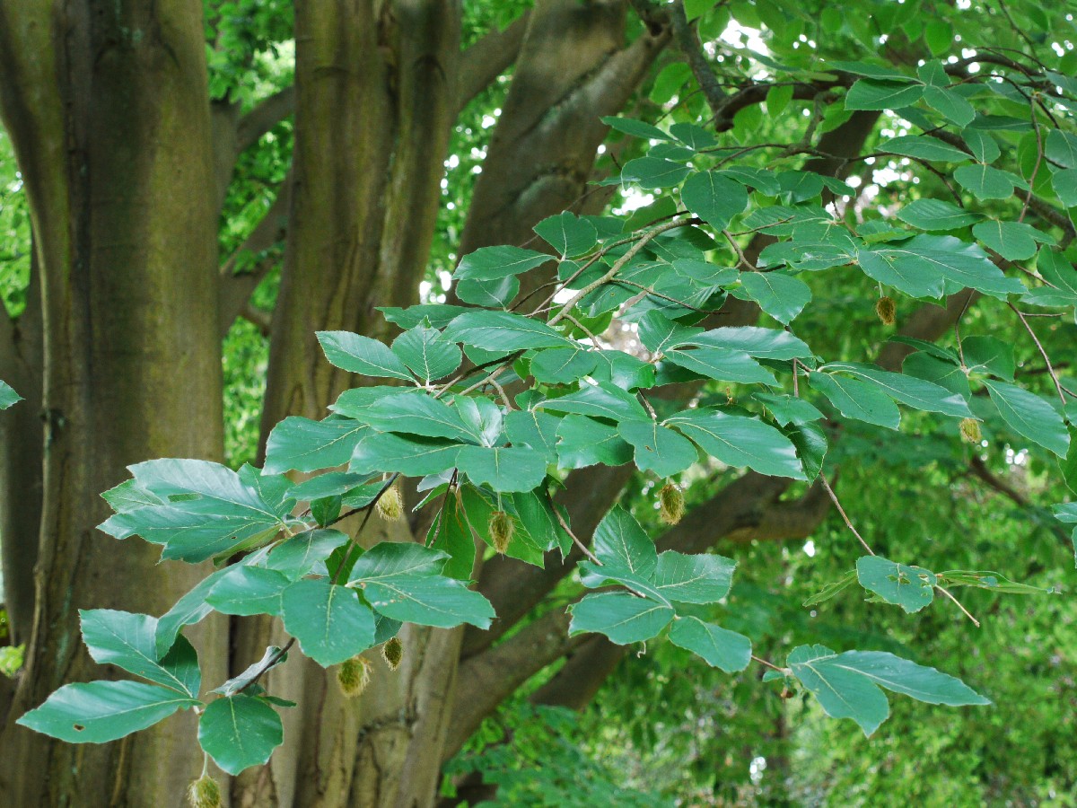 Източен бук — Fagus orientalis