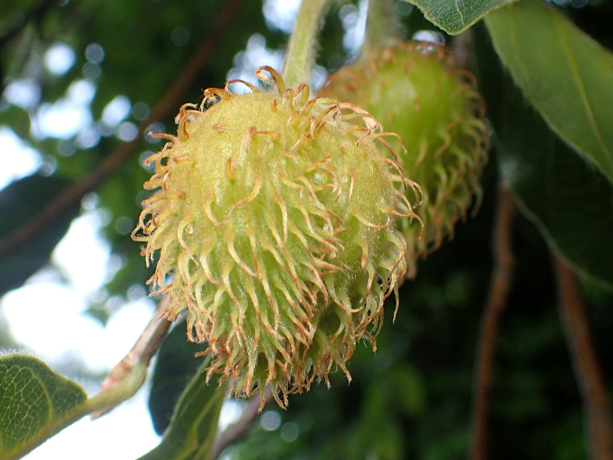 Източен бук — Fagus orientalis