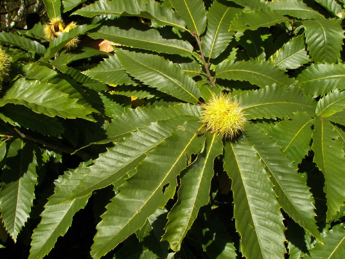 Сладък кестен — Castanea sativa