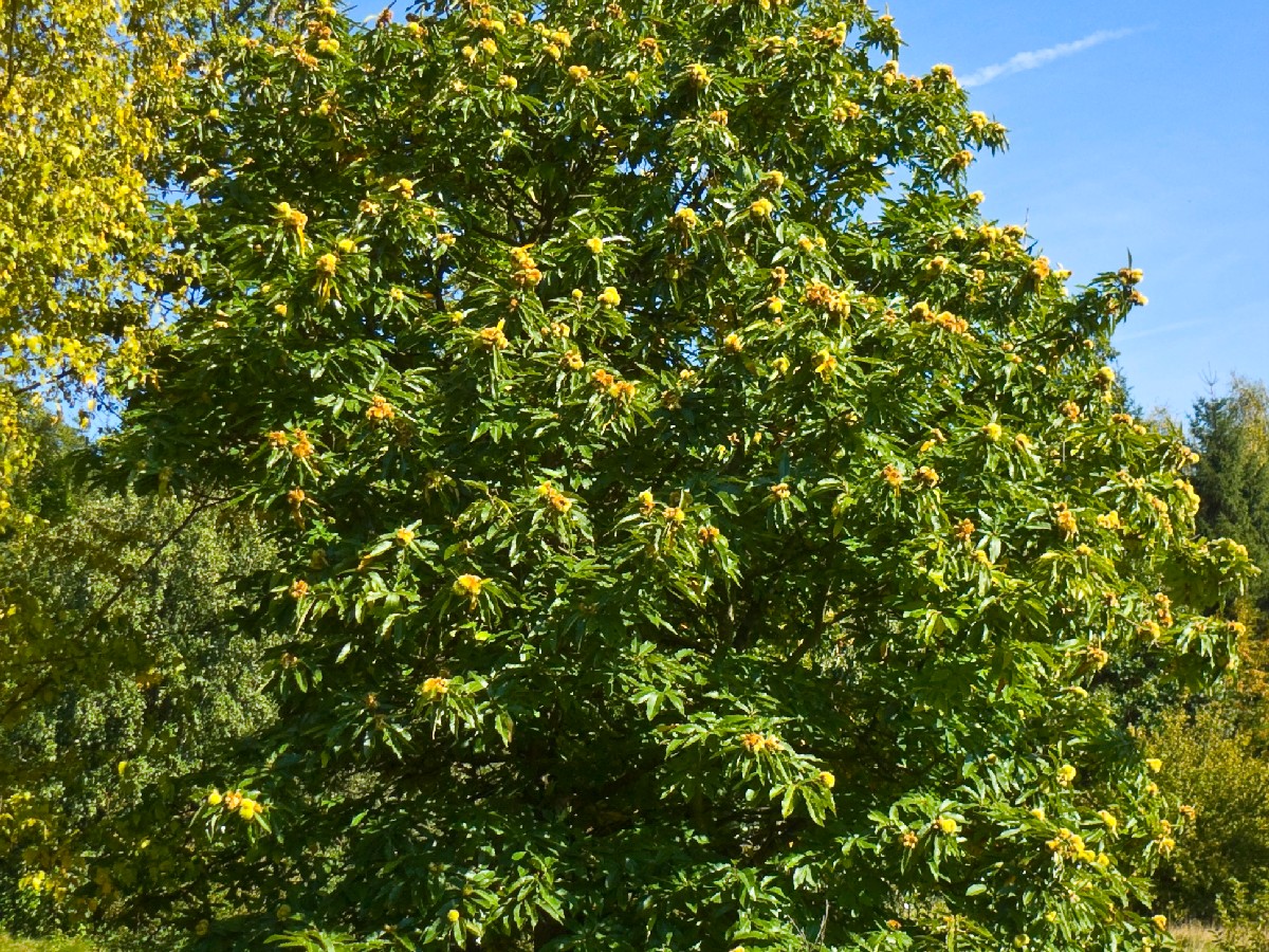 Сладък кестен — Castanea sativa