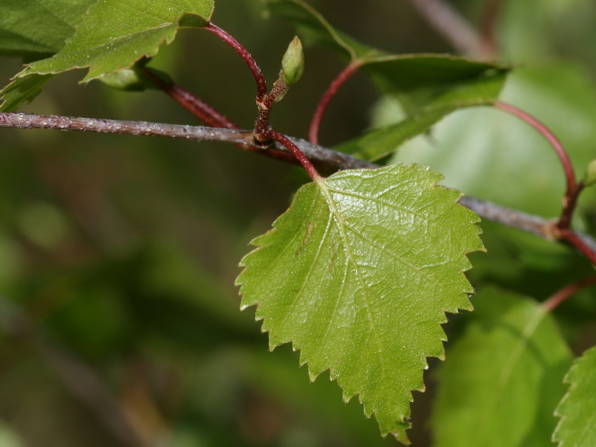 Бяла бреза — Betula pendula