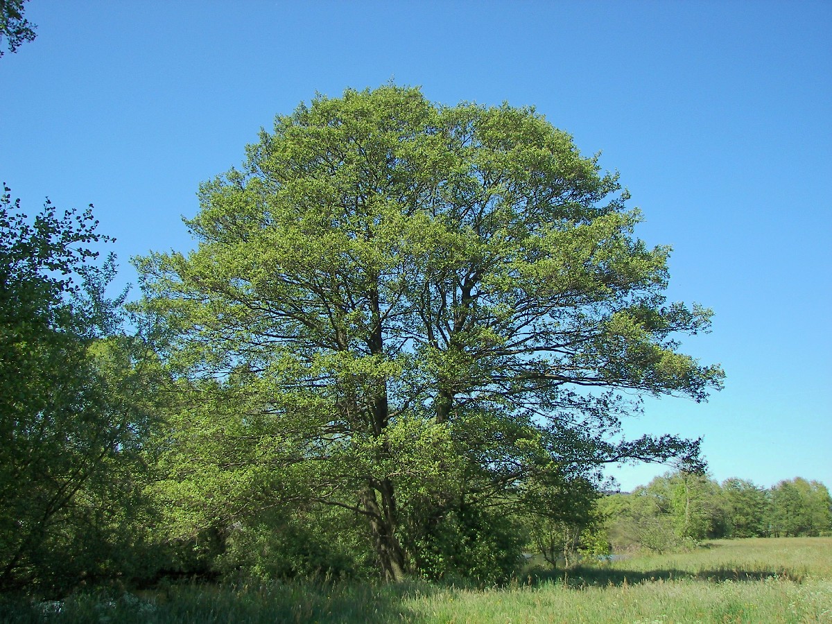 Черна елша — Alnus glutinosa