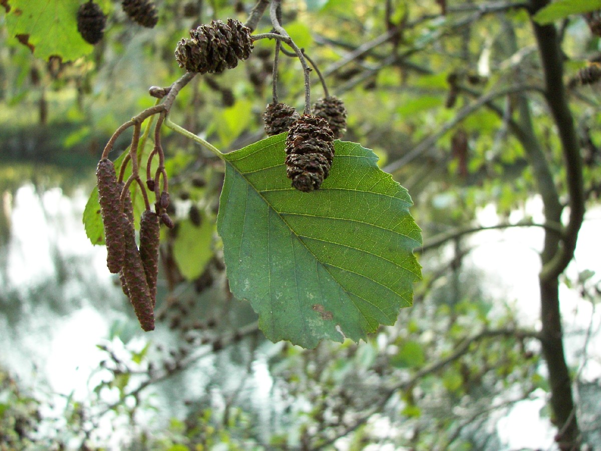 Черна елша — Alnus glutinosa