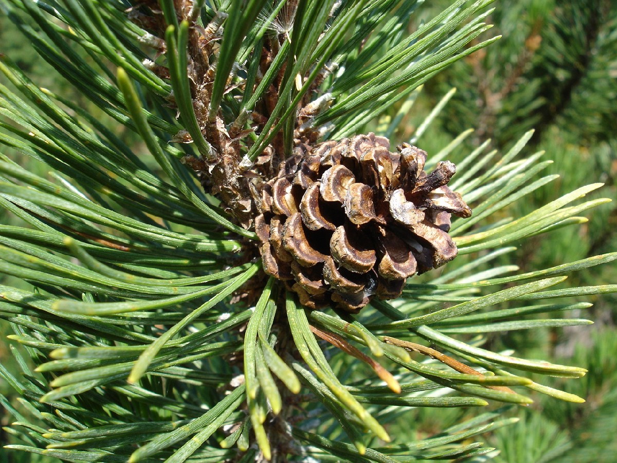 Клек — Pinus mugo