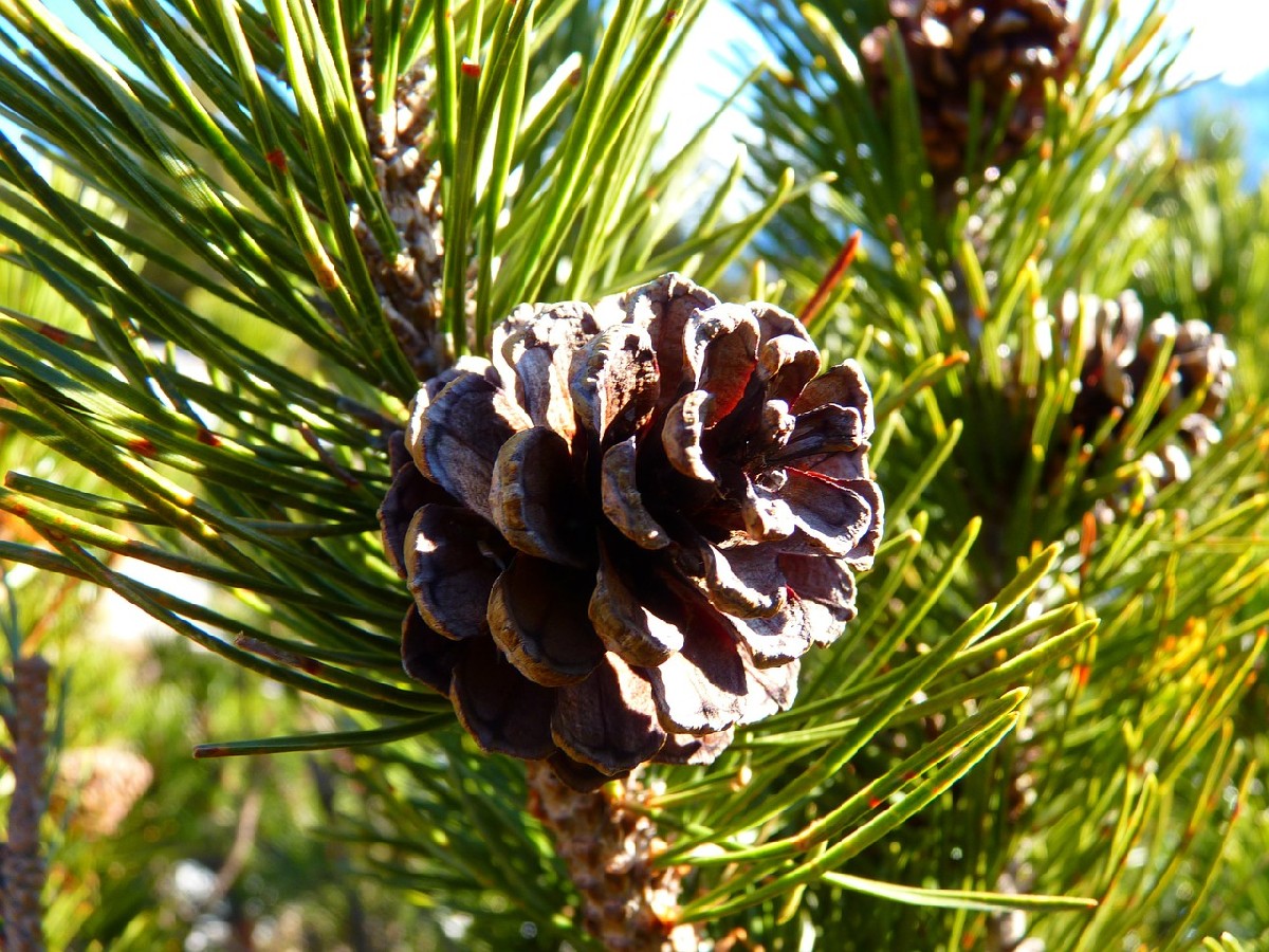Клек — Pinus mugo