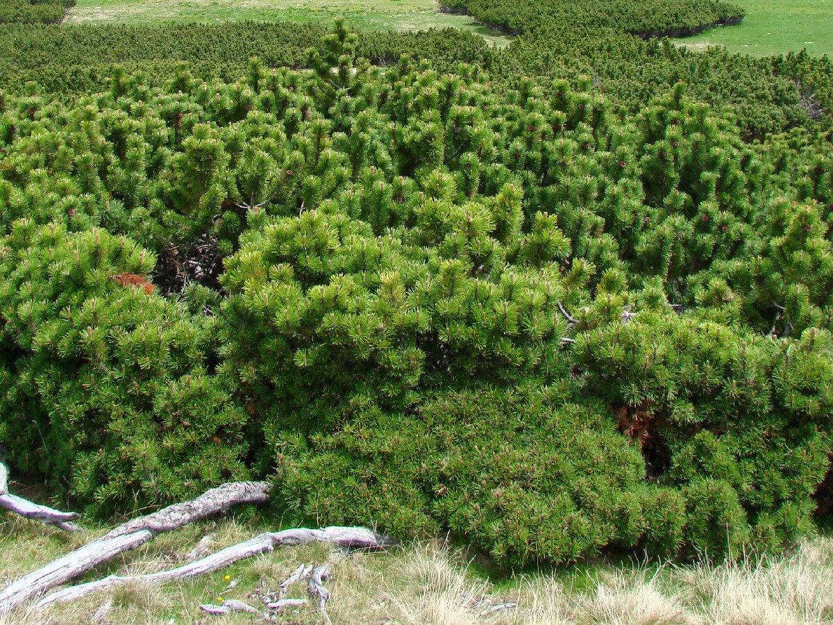 Клек — Pinus mugo